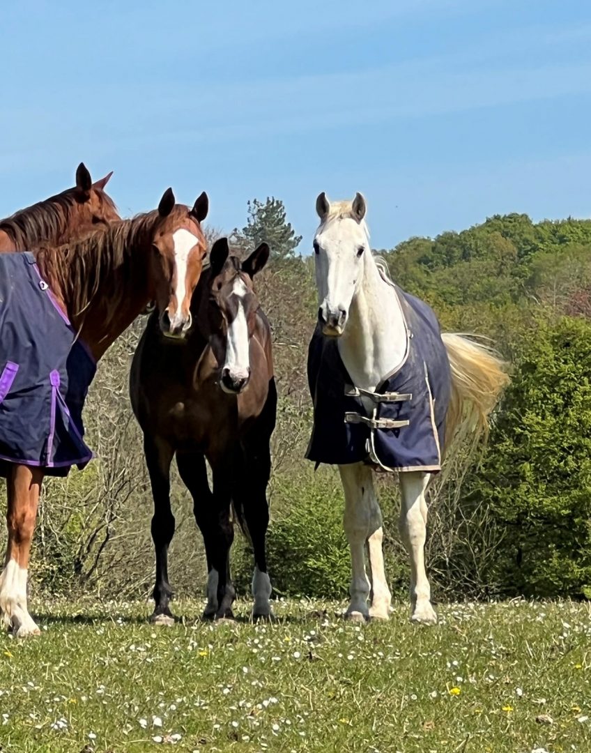 4 horses in field
